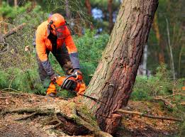 How Our Tree Care Process Works  in  Tipton, IA